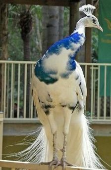 Blue and White Peacock. Only needs red to be America's national animal